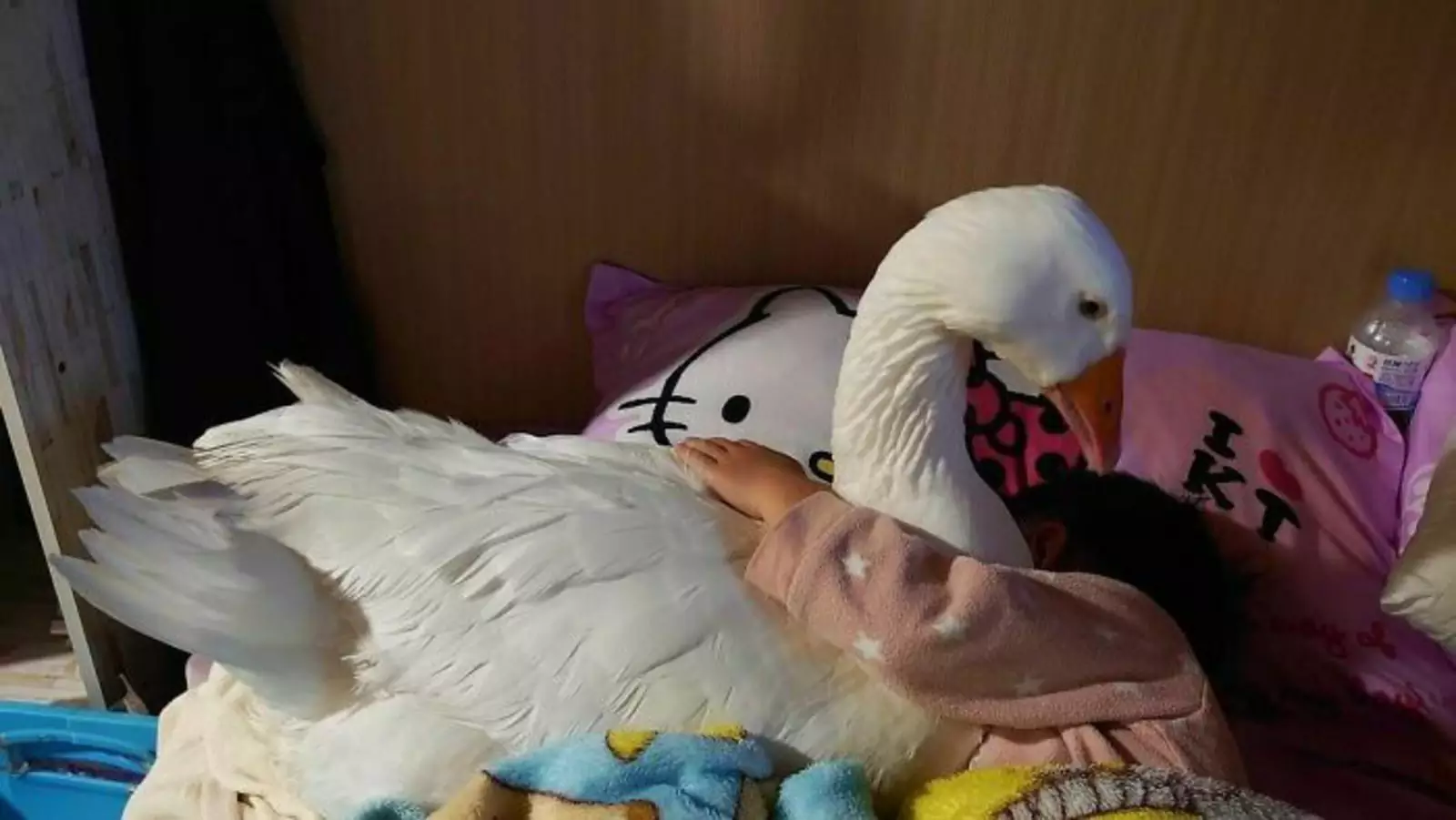 Любимая игрушка для сна. Любимая игрушка для сна.