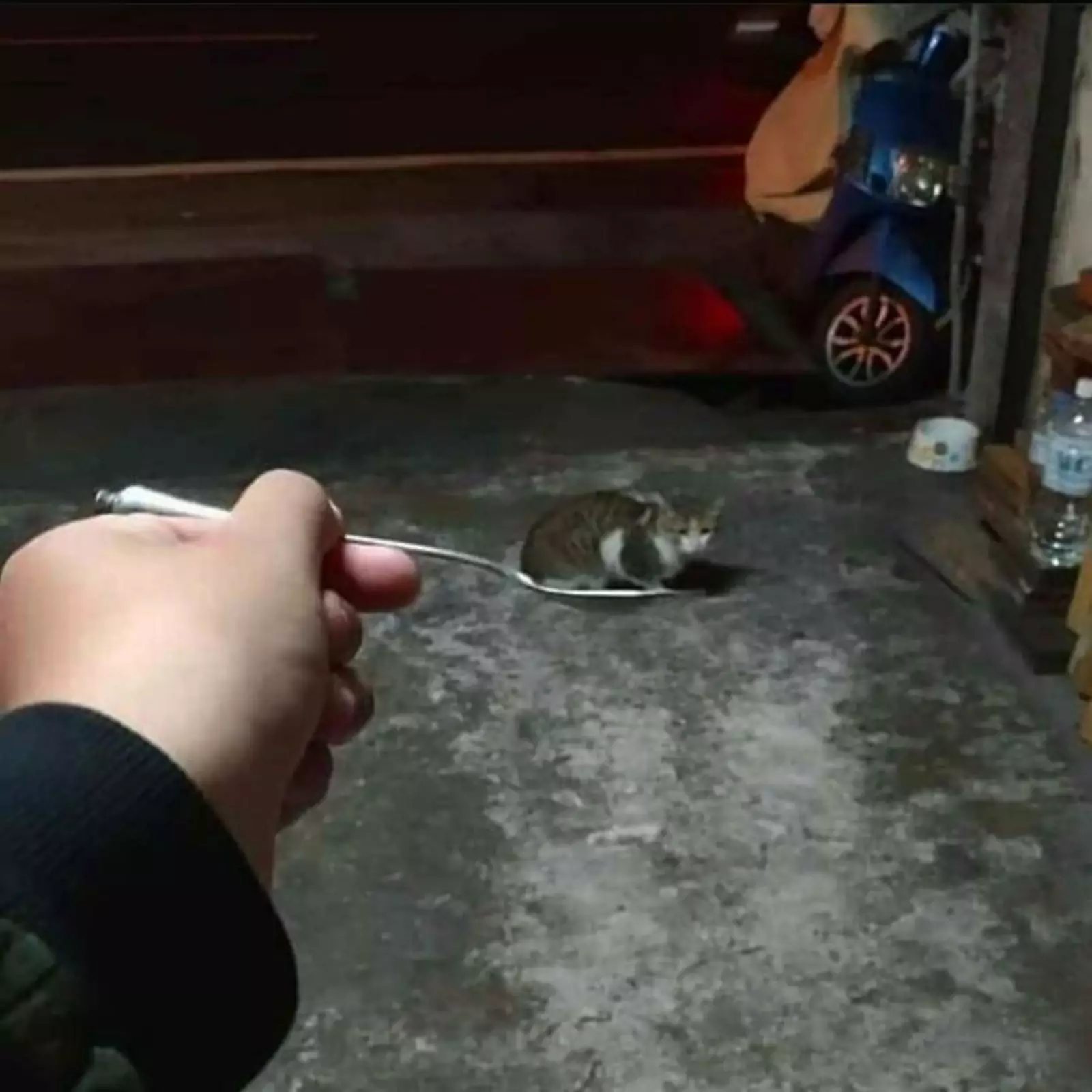 Котик в ложке. Котик в ложке.