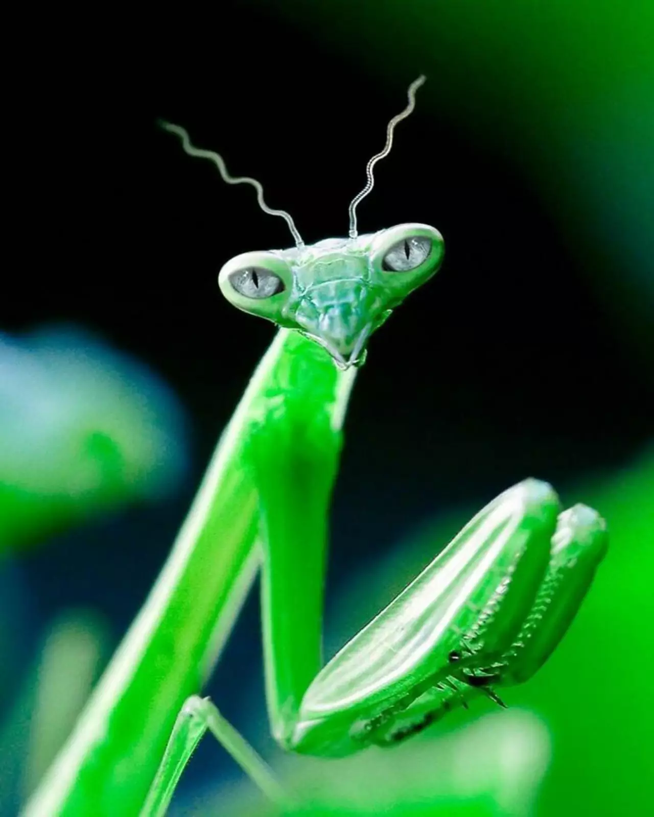 Ощущение, что этот богомол познал смысл бытия. Ощущение, что этот богомол познал смысл бытия.