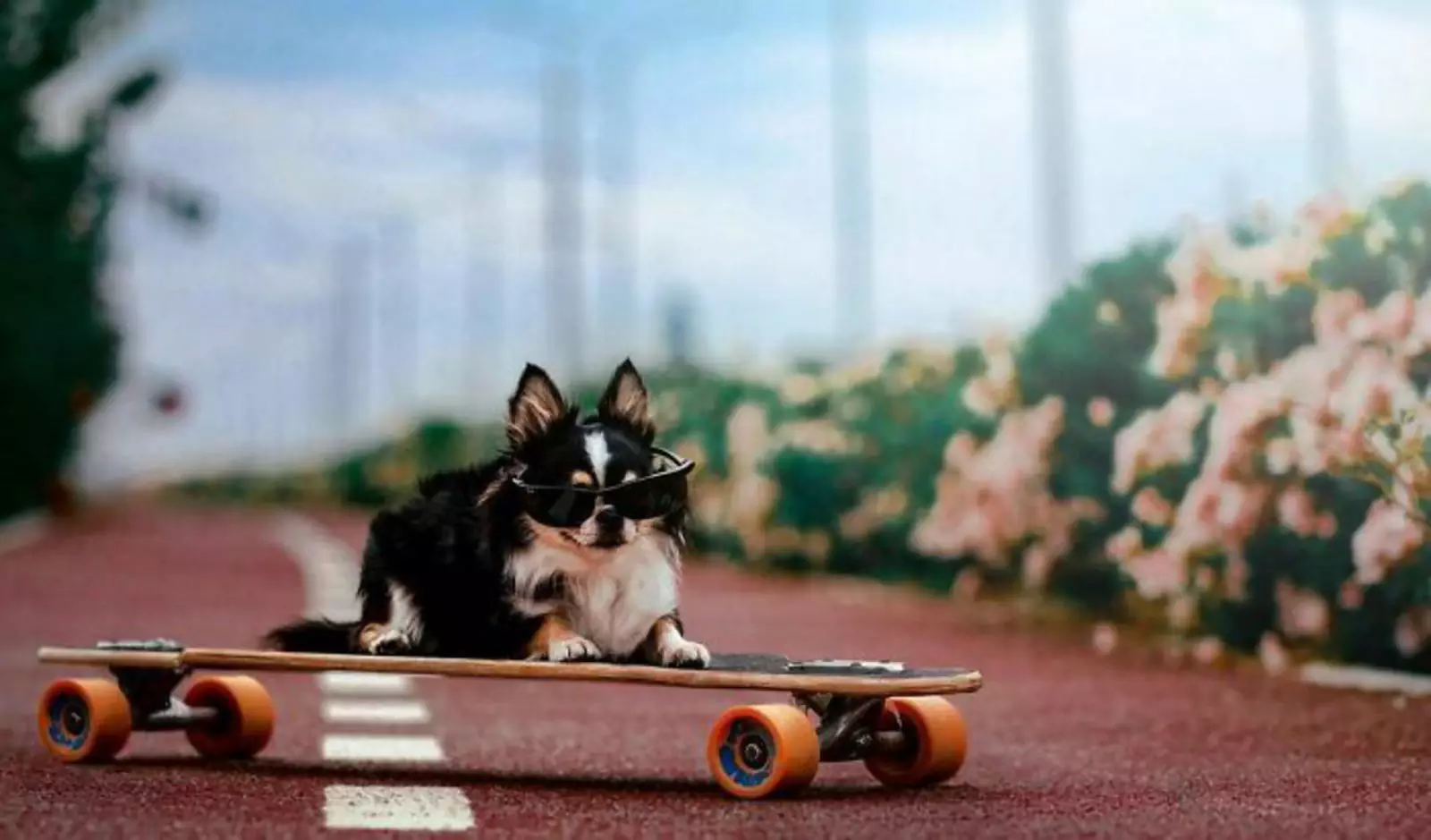 Крутой песик. Крутой песик.