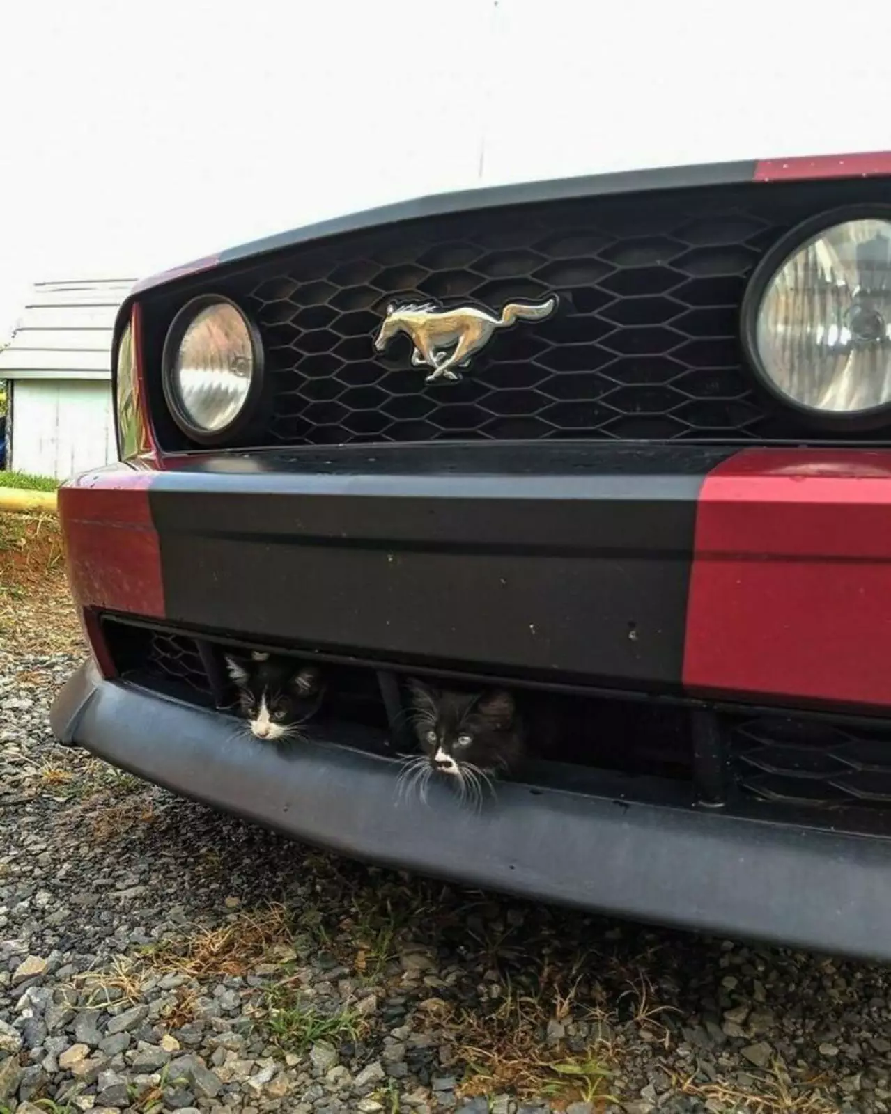 Просто котята в Просто котята в