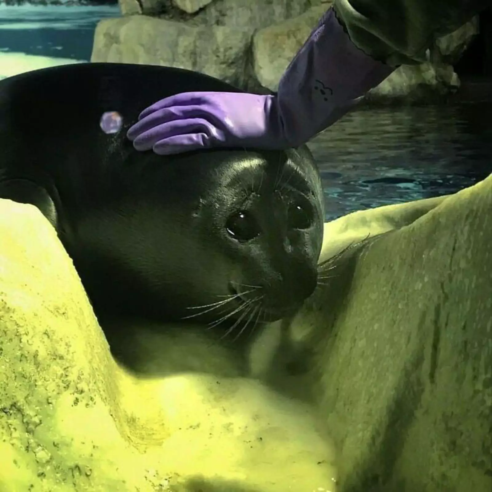 Конкурент коту из Шрека. Конкурент коту из Шрека.