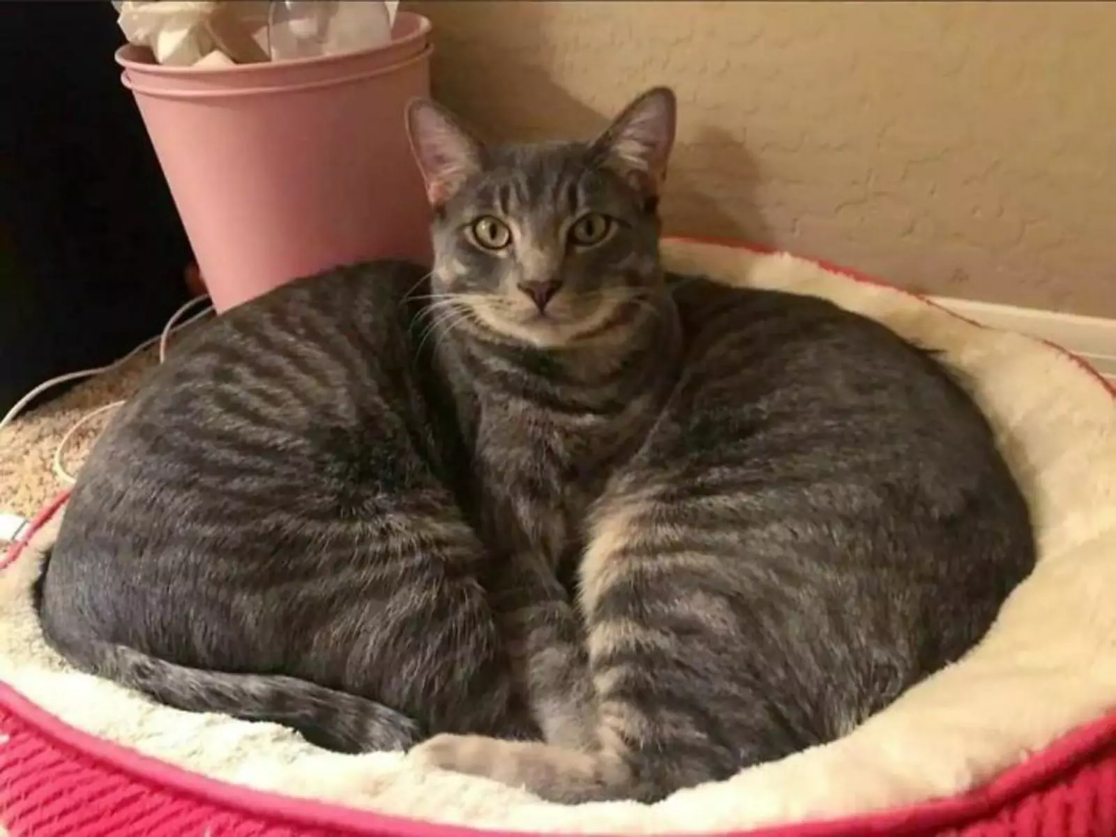 Сиамский кот. Сиамский кот.