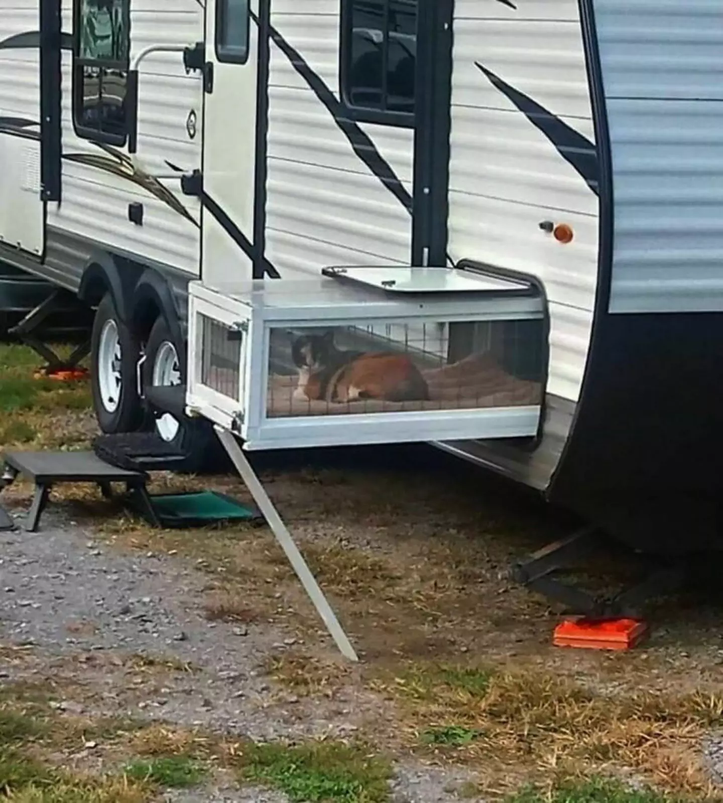 Кот на безопасном выгуле. Кот на безопасном выгуле.