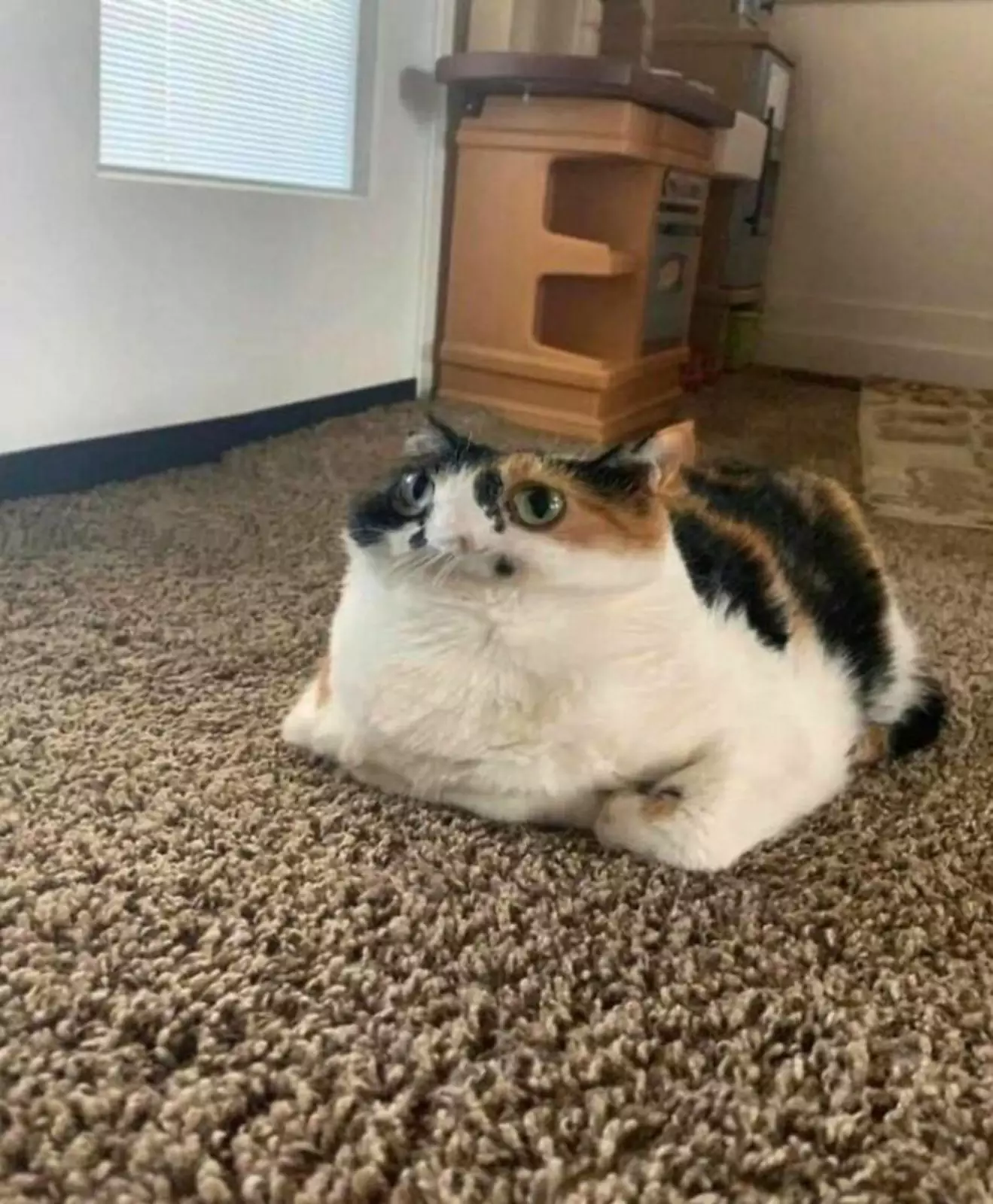 Кот сдувается. Кот сдувается.