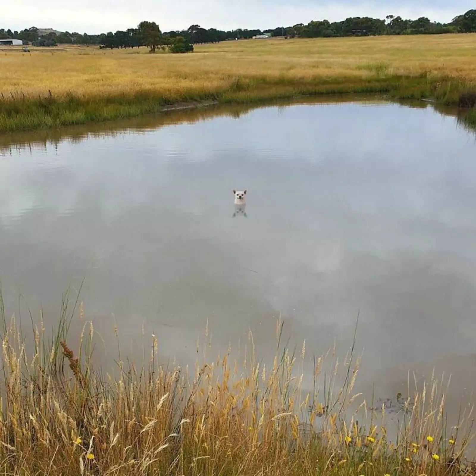 Он слишком доволен. Он слишком доволен.