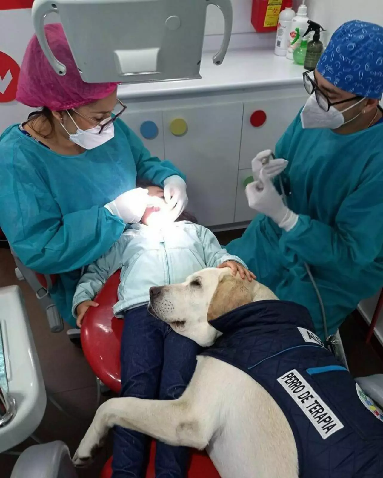 Собака-переживака. Собака-переживака.