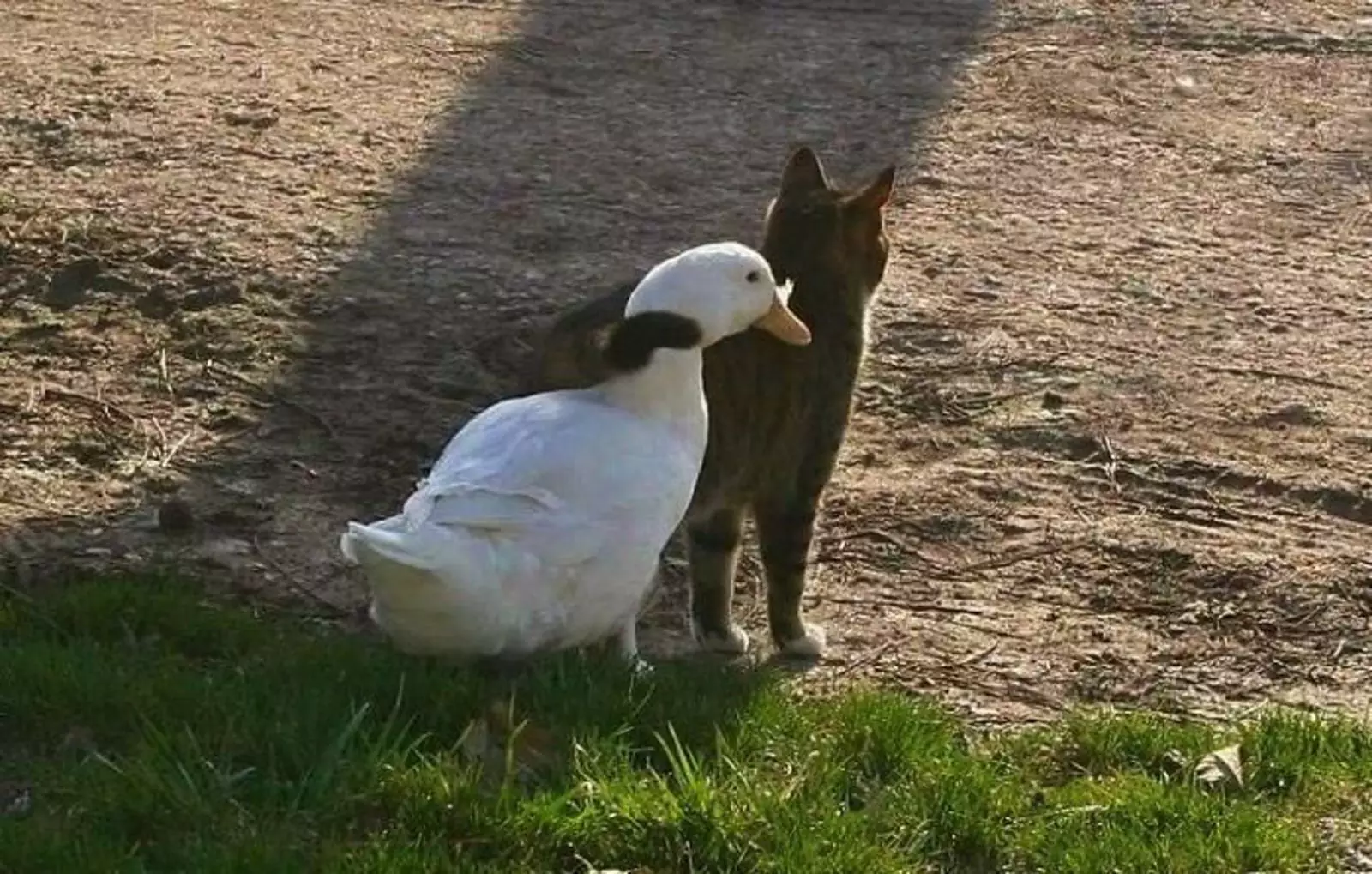 Необычные друзья. Необычные друзья.