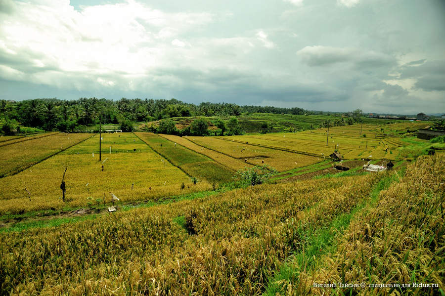 Rice fields in Bali