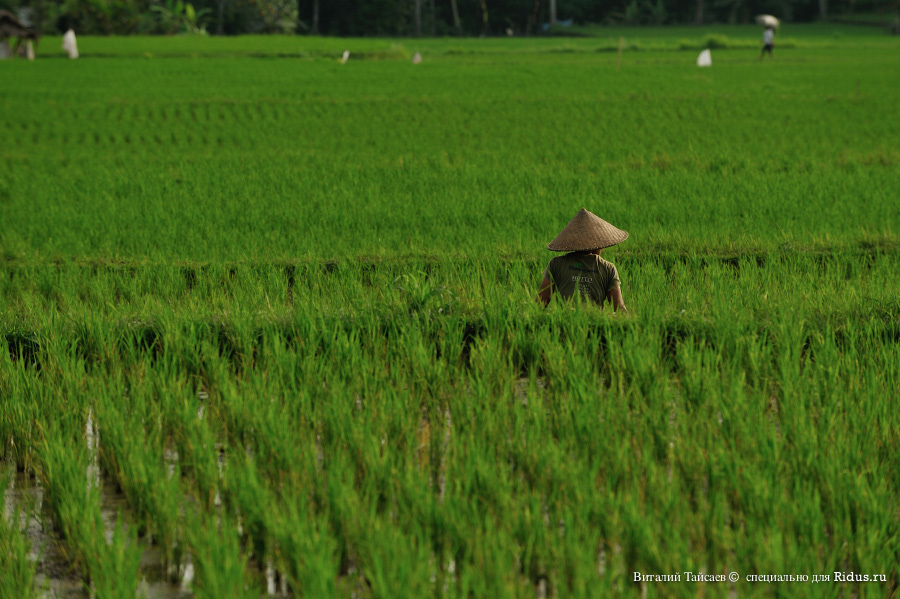 Rice fields in Bali