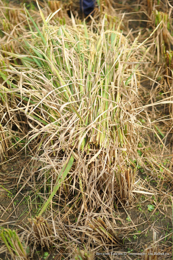 Rice fields in Bali