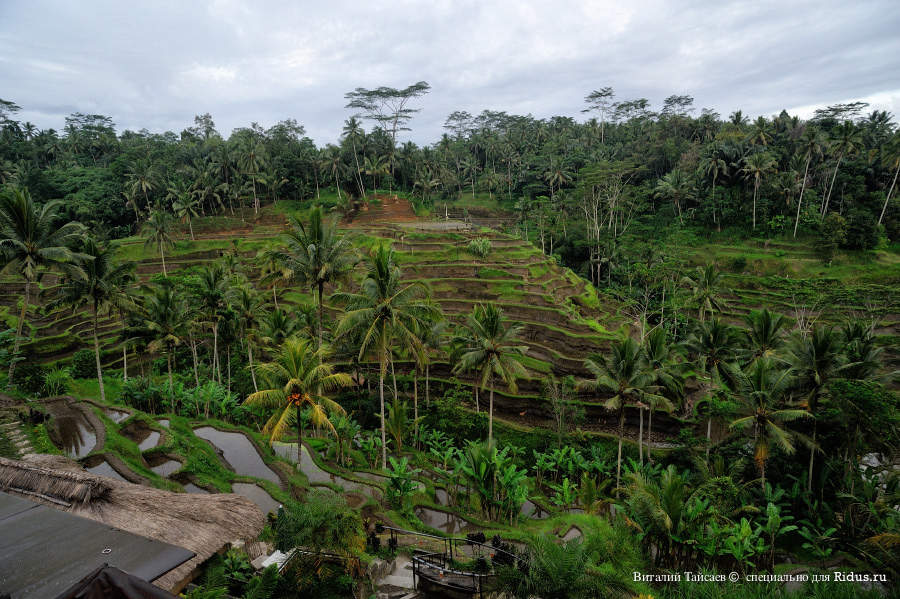 Rice fields in Bali