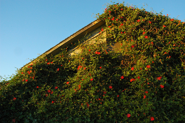 The Most Colorful Houses Engulfed in Vegetation