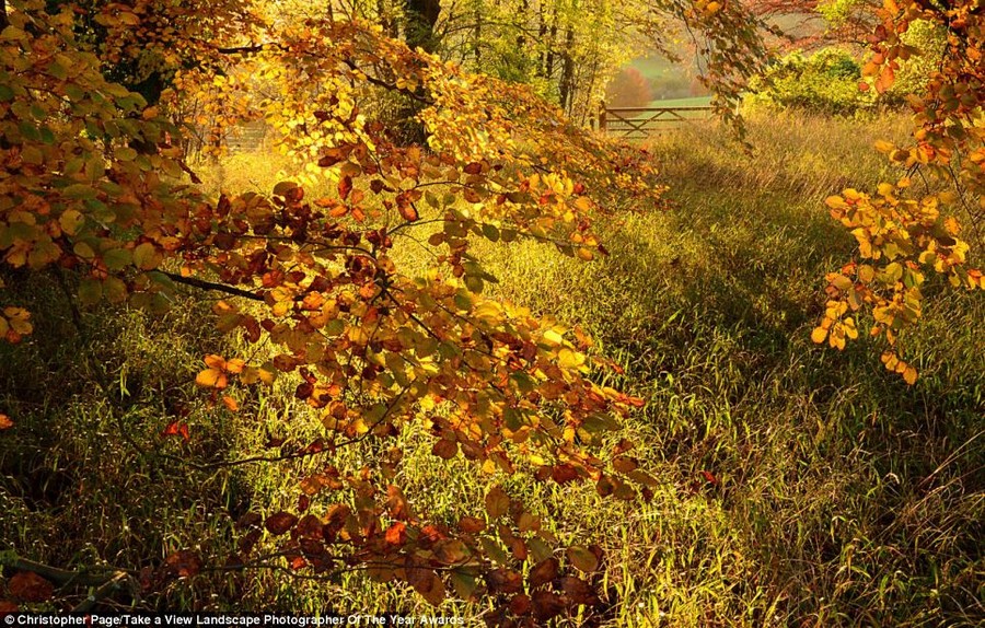 Auburn colours: Autumn leaves at Polesden Lacey, Surrey, taken by Young Landscape Photographer of the year Christopher Page 