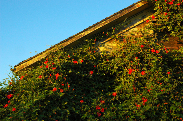 The Most Colorful Houses Engulfed in Vegetation