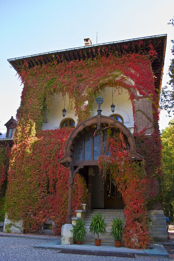 The Most Colorful Houses Engulfed in Vegetation