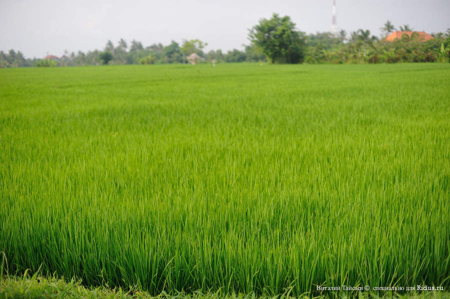 Rice fields in Bali