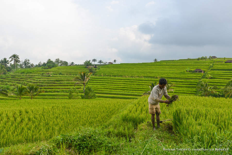 Rice fields in Bali