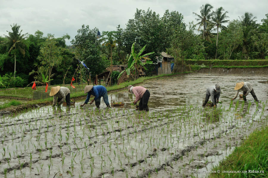 Rice fields in Bali