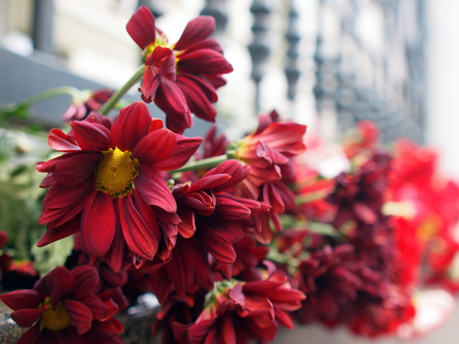 Цветы на ограде Кубанского представительства в Москве в день траура.