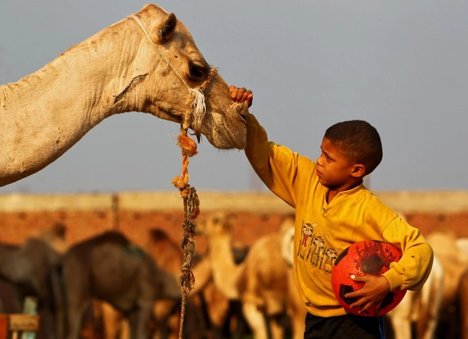 Мальчик с верблюдом на верблюжьем рынке в деревне Биркаш провинции Гиза. 01.12.2011