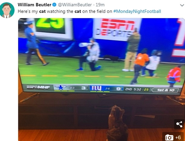 "А вот мой кот смотрит на кота на стадионе" "А вот мой кот смотрит на кота на стадионе"