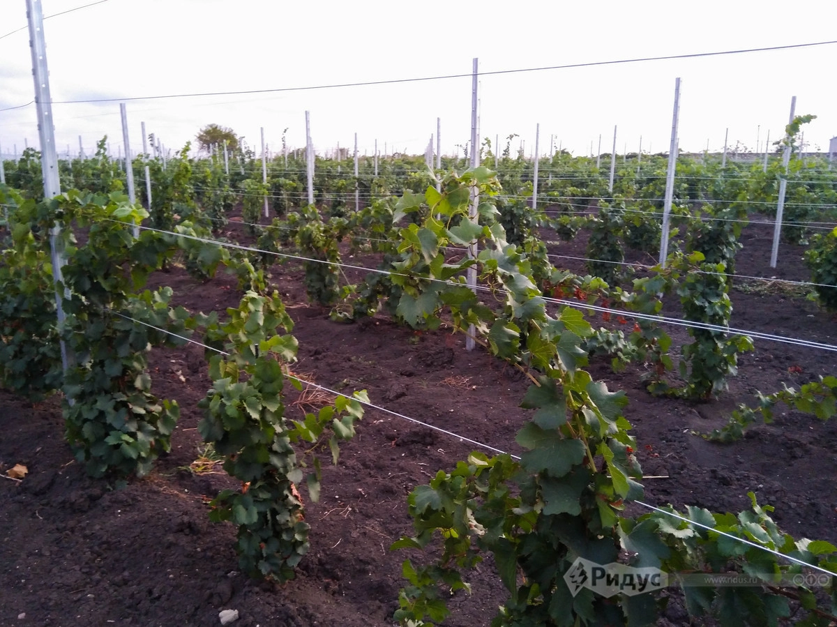 Молодой виноград из новых посадок Молодой виноград из новых посадок