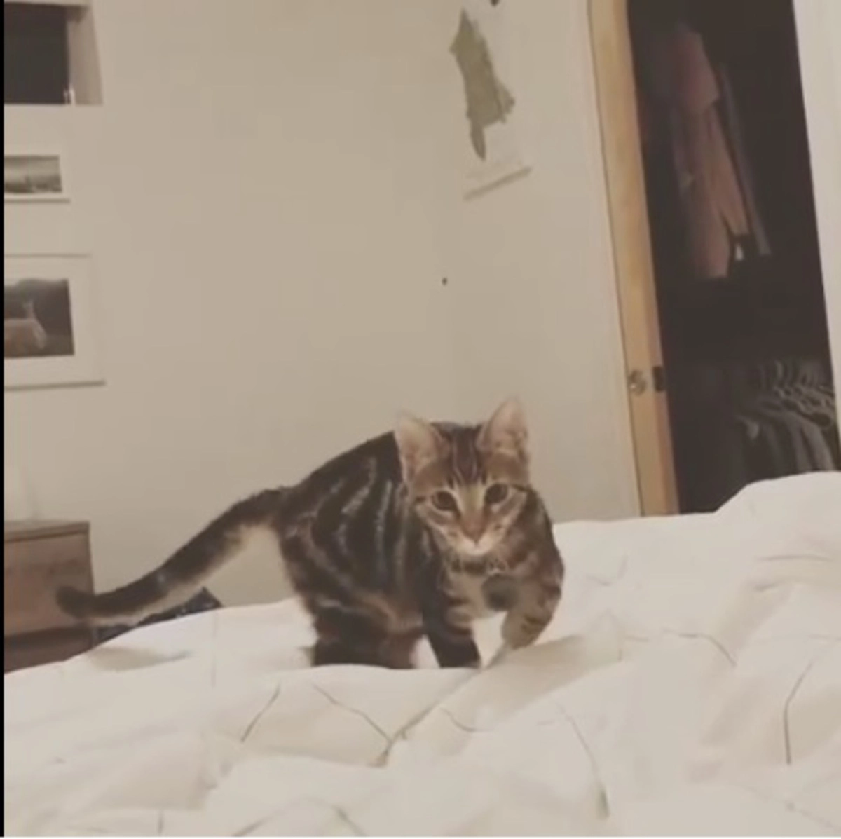 Кошка прыгает на кровати