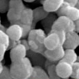 Детальное SЭМ исследование порошка при увеличении в 50 тысяч раз показало присутствие множества частиц с размерами 100 нм. Детальное SЭМ исследование порошка при увеличении в 50 тысяч раз показало присутствие множества частиц с размерами 100 нм.