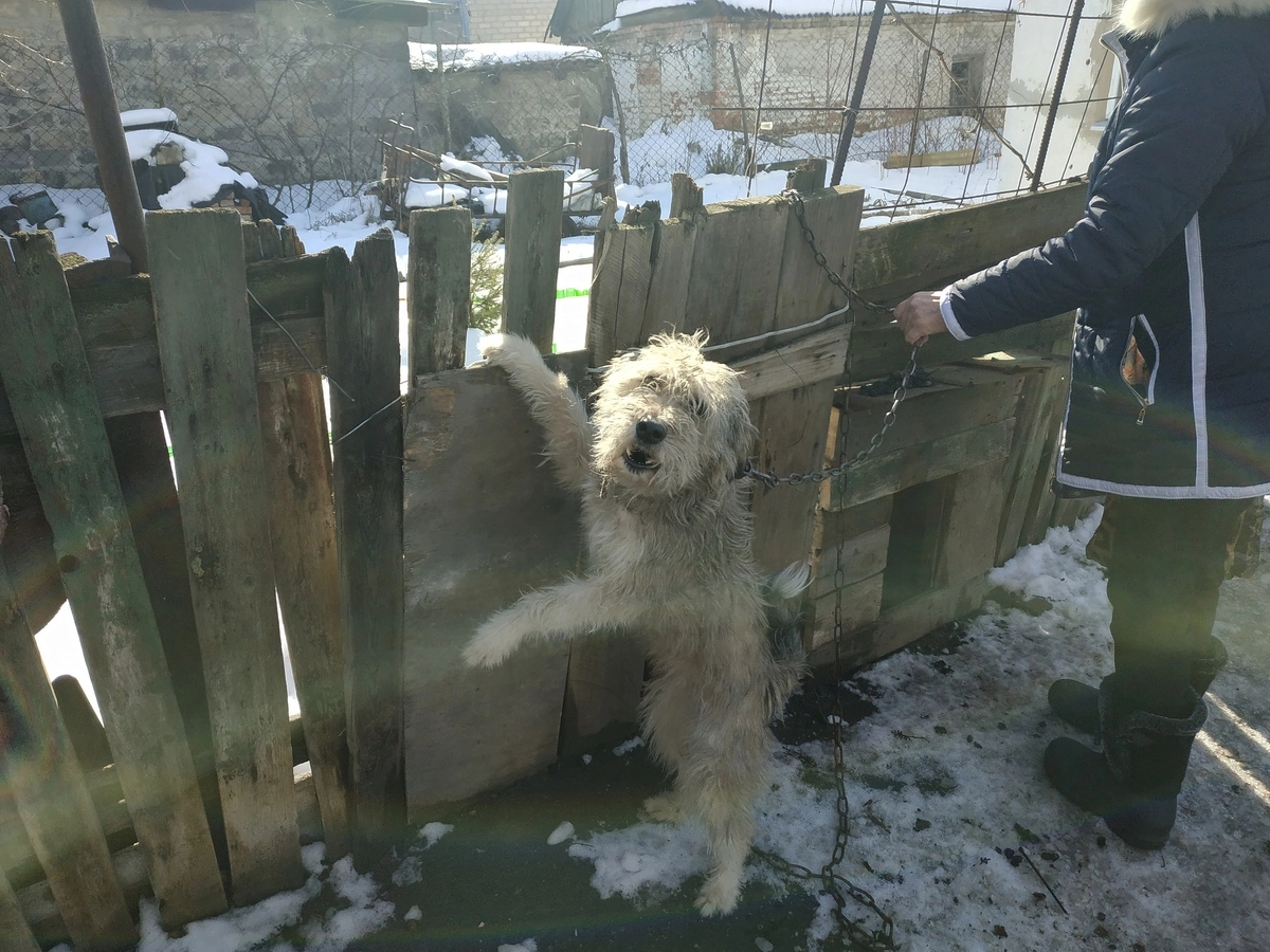 Тетя Маша со сторожевой собачкой Тетя Маша со сторожевой собачкой