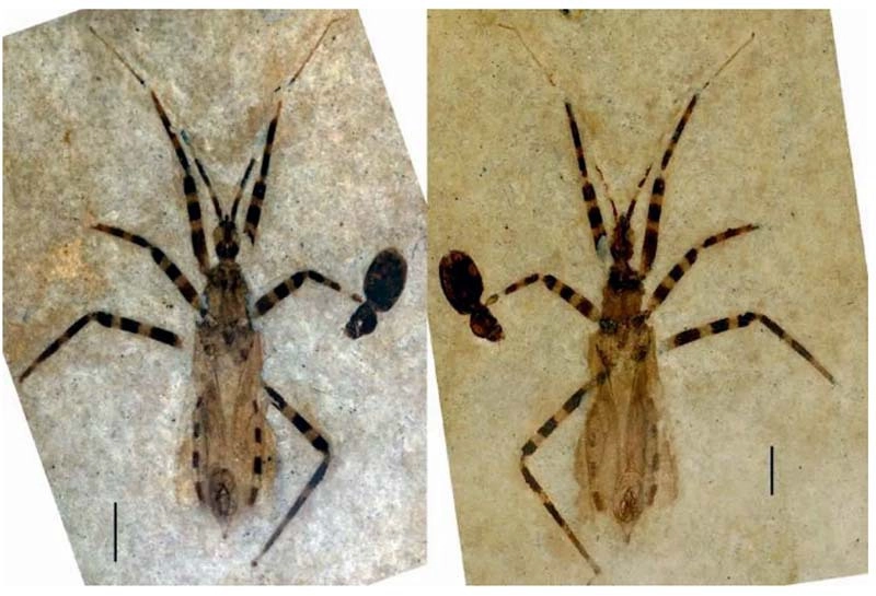 Те самые две половинки Aphelicophontes danjuddi Те самые две половинки Aphelicophontes danjuddi