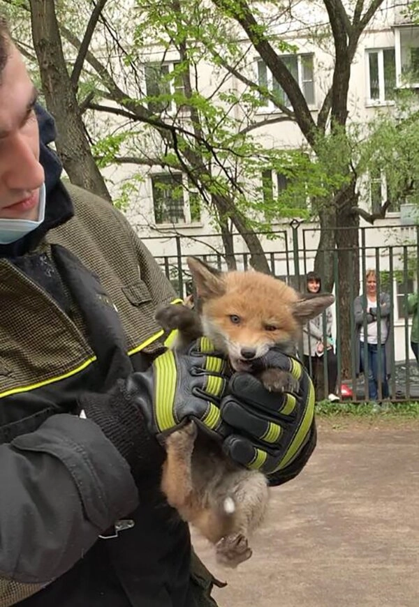 Спасатель вытащил из норы лисенка в детсаду в Зябликово Спасатель вытащил из норы лисенка в детсаду в Зябликово