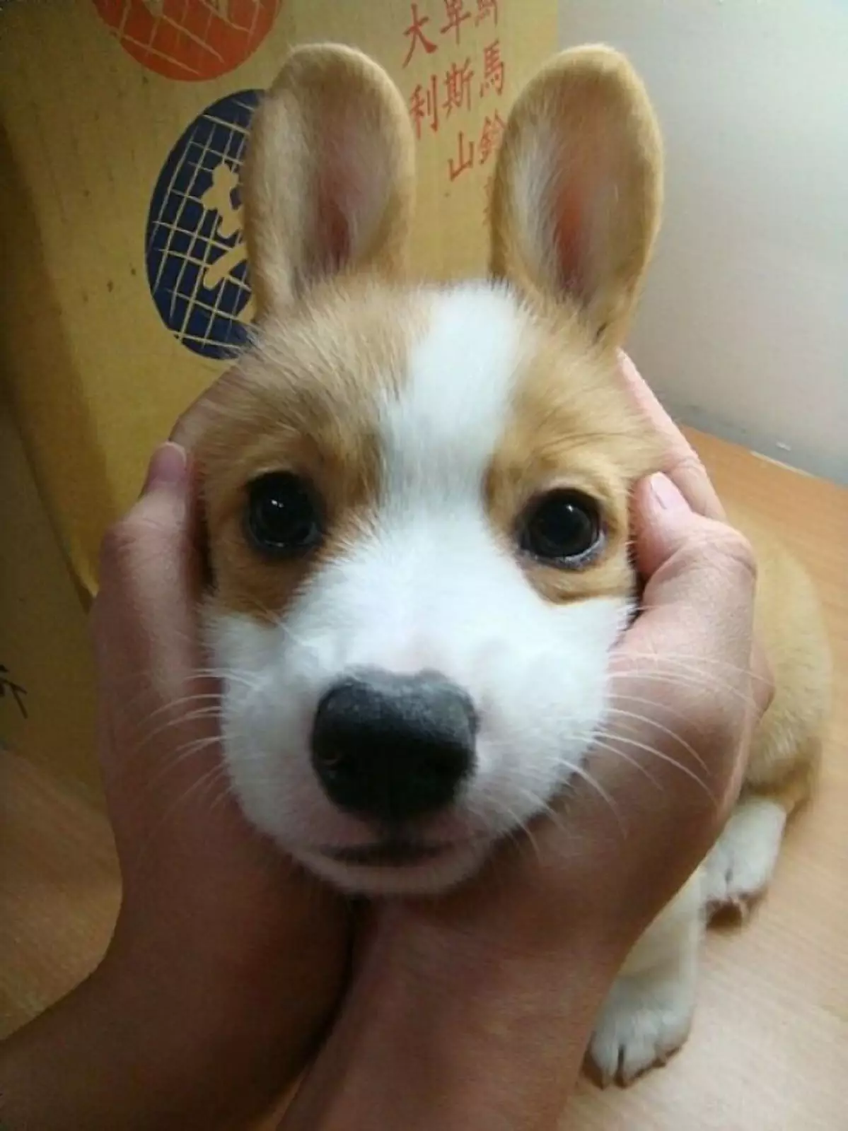 Милые собачки со стоячими ушами