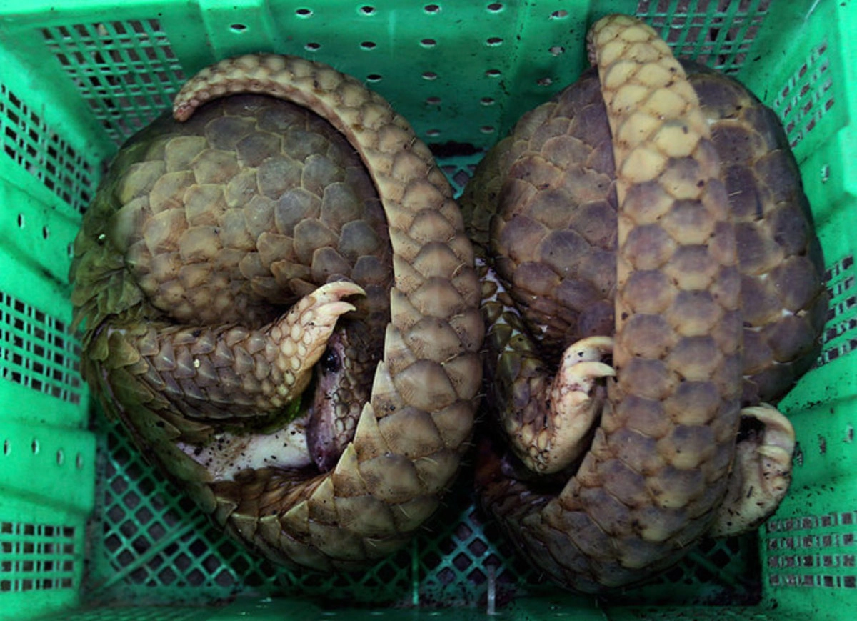 Панголины © Sakchai Lalit/AP Photo (архив) Панголины © Sakchai Lalit/AP Photo (архив)