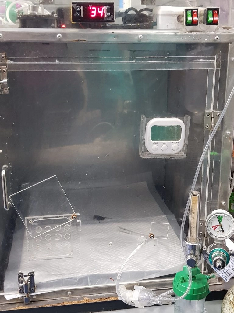 Ветеринар поместил насекомое в насыщенный кислородом контейнер, чтобы увеличить его шансы на выживание