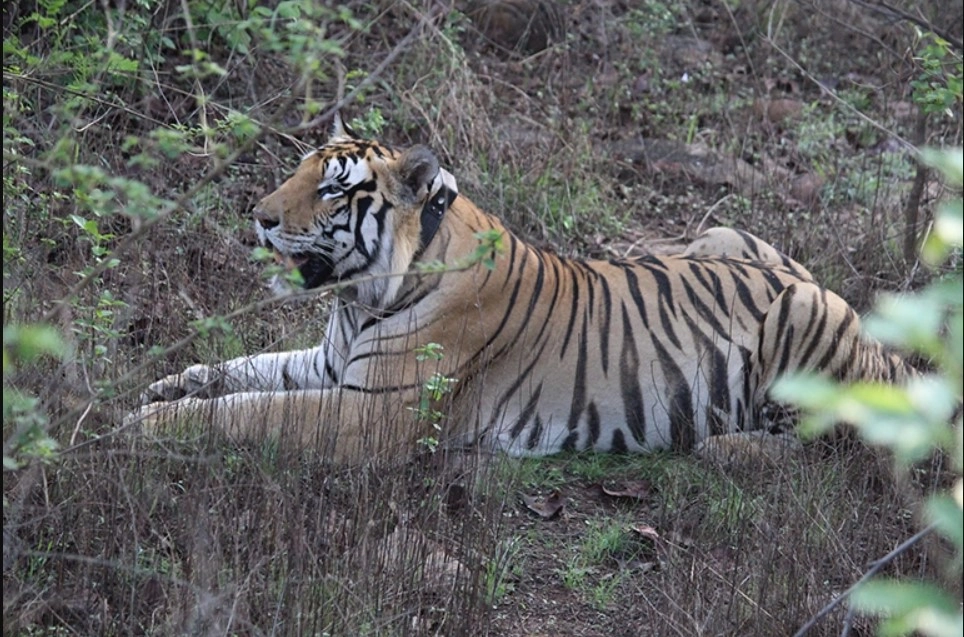 Тигр из заповедника Панна стал заботиться о четырех тигрятах после смерти их матери.