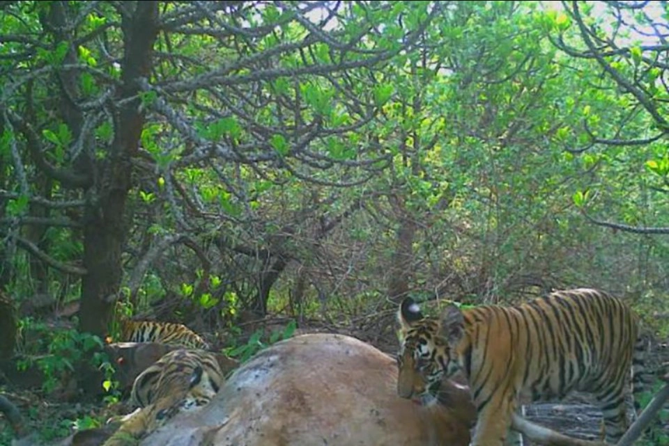 тигр-отец стал приносить детенышам свою добычу, играть с ними, следить за их безопасностью, а также учить их охотиться.