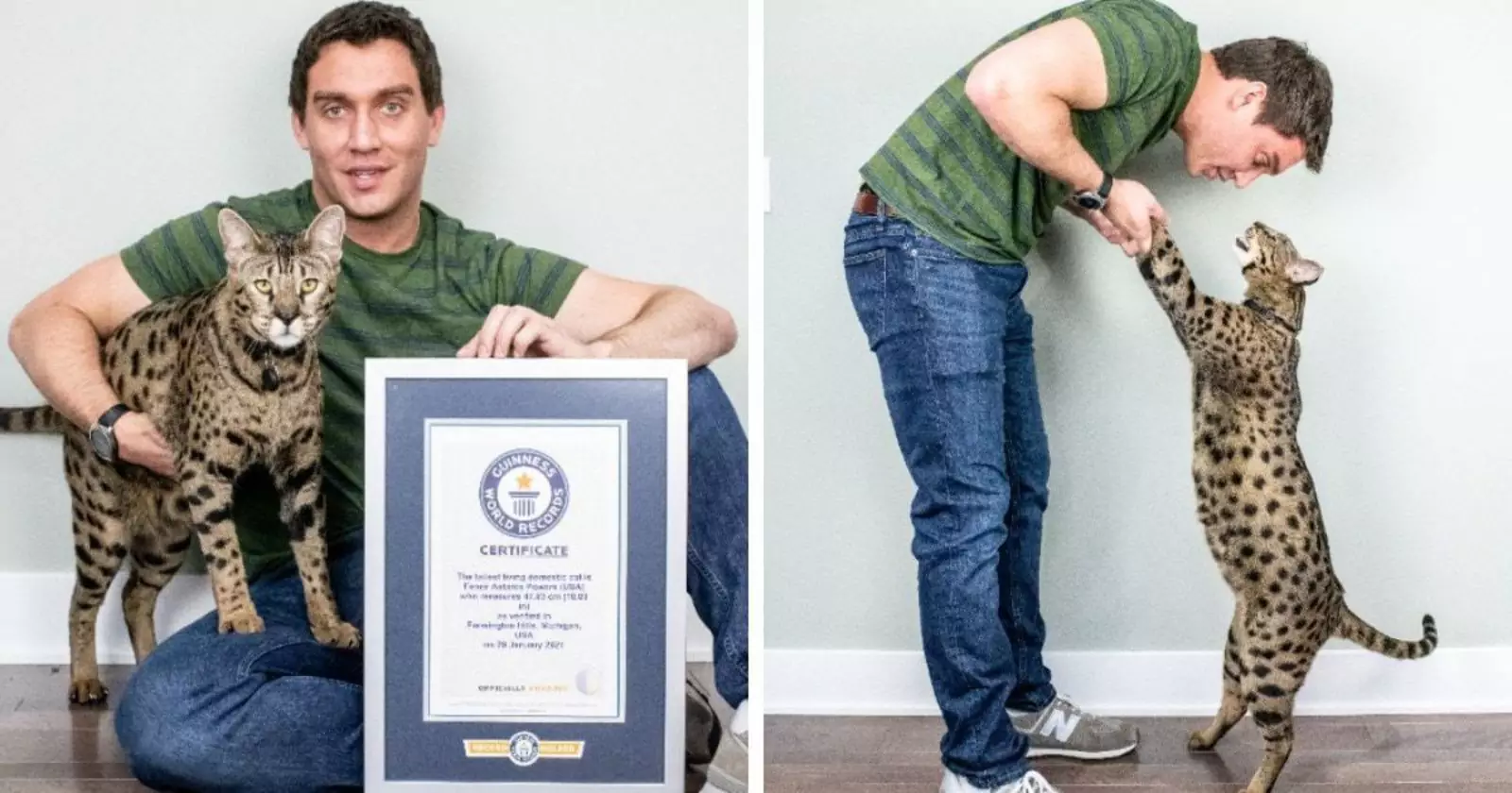 Самая высокая домашняя кошка Фенрир Антарес Пауэрс — 47,83 сантиметров. Самая высокая домашняя кошка Фенрир Антарес Пауэрс — 47,83 сантиметров.