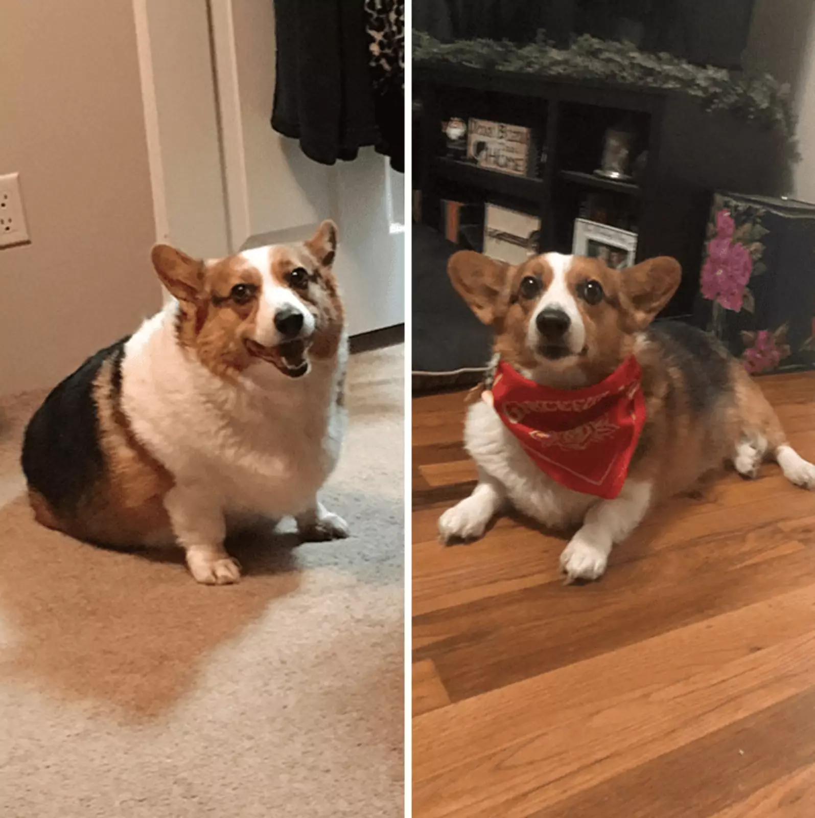 Собака до и после похудения