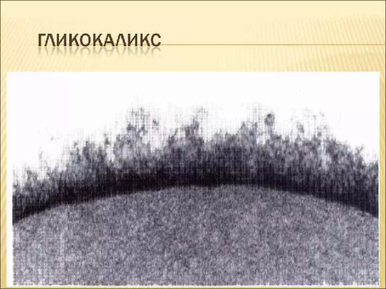 Что такое гликокаликс. Гликокаликс эндотелия. Гликокаликс Электронограмма. Гликокаликс бактерий. Энтероциты гликокаликс.