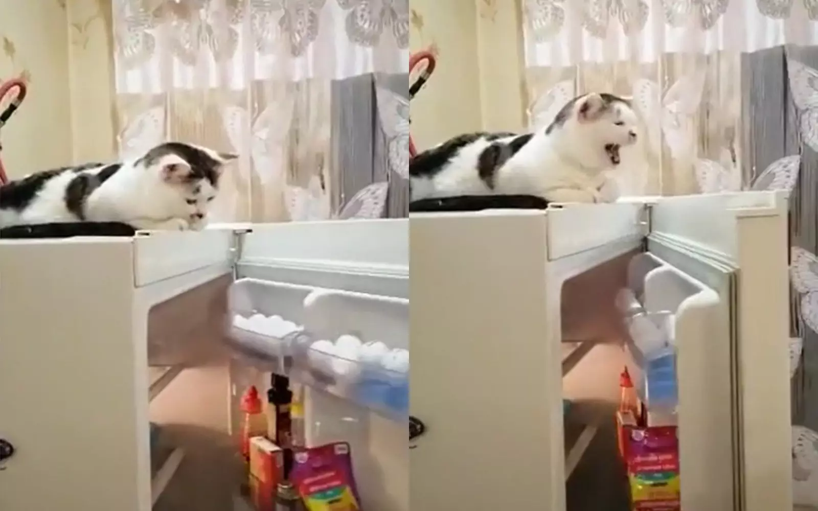 Которая кошка застыла в холодильнике