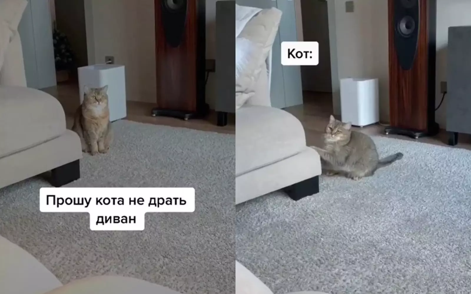 Чтобы кот не драл диван