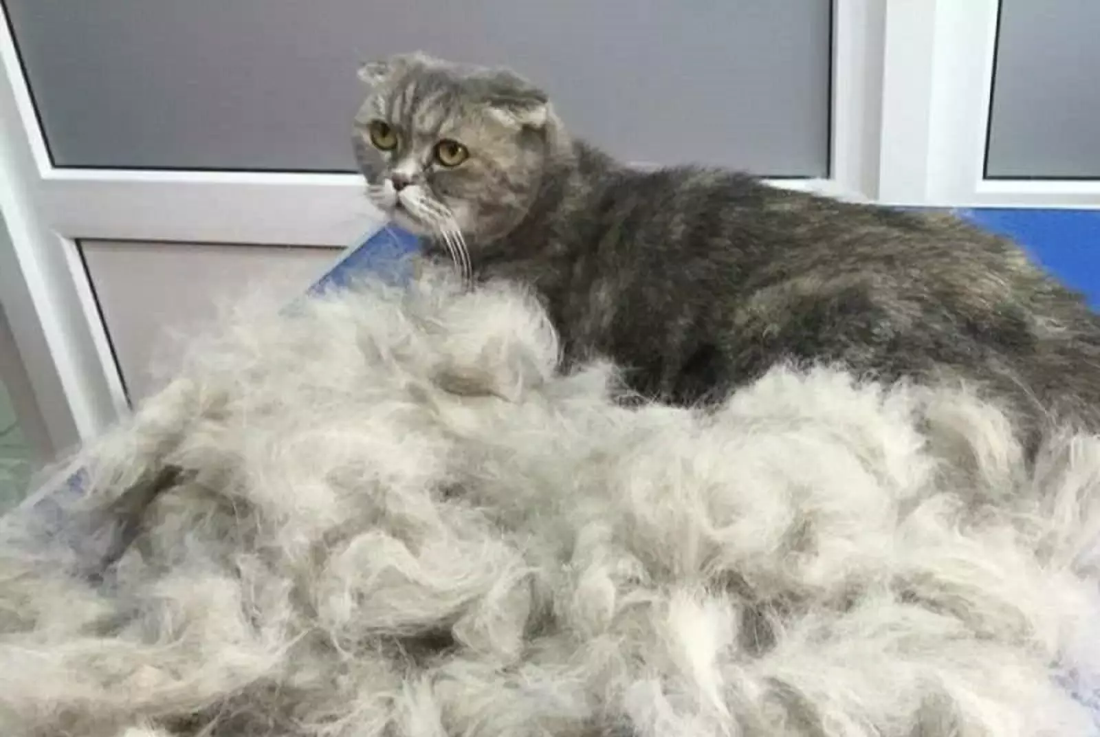 Как убрать кошачью шерсть с дивана