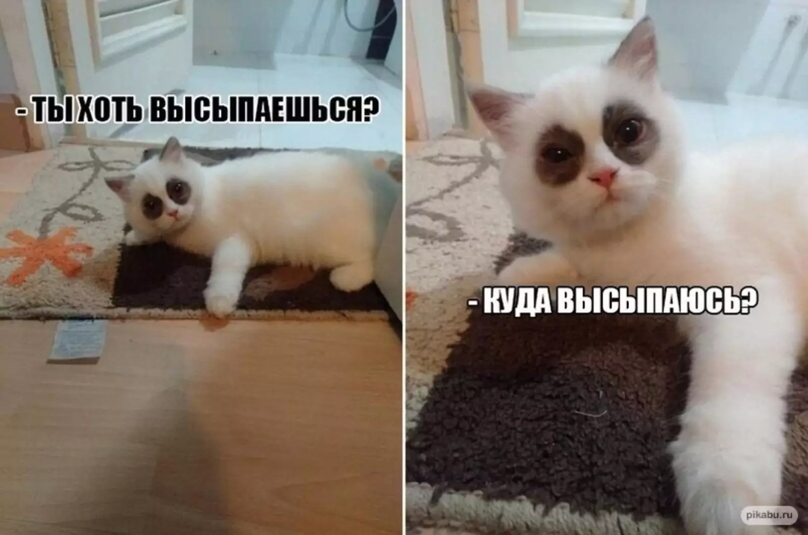 Что за вопросы такие? Что за вопросы такие?