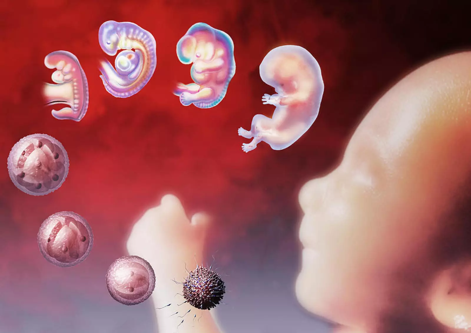 Человек в утробе матери. Внутриутробное развитие. Периоды эмбрионального развития человека.