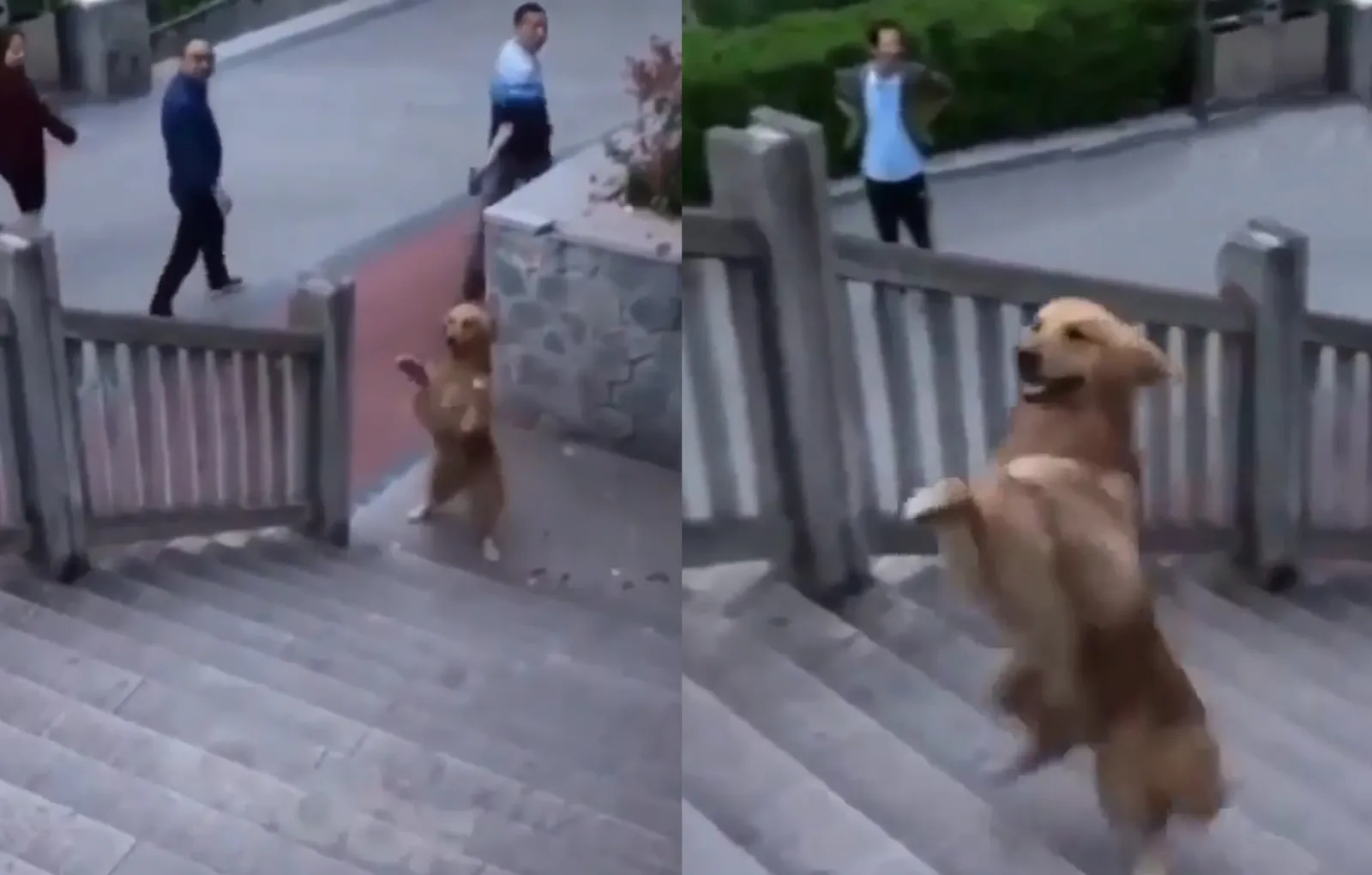 Как научить собаку подниматься по лестнице на кровать