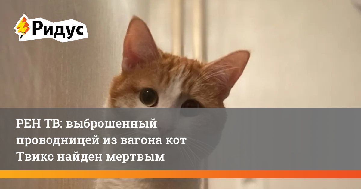 Что известно о проводнице выбросившей кота