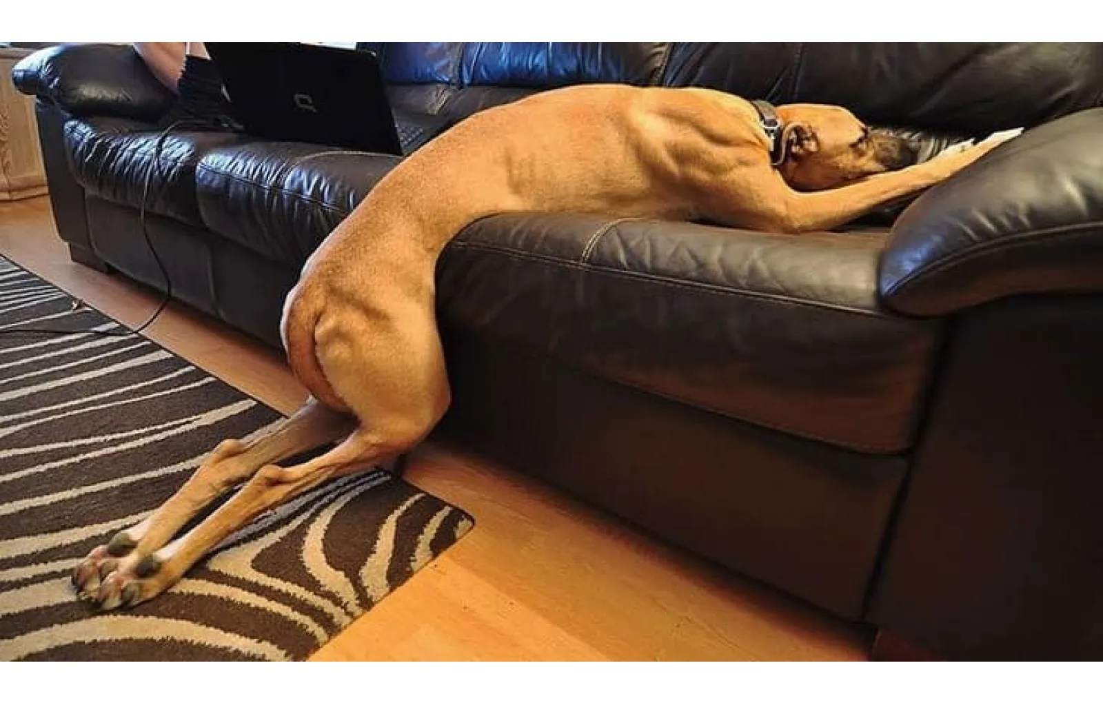 Собака на диване приколы
