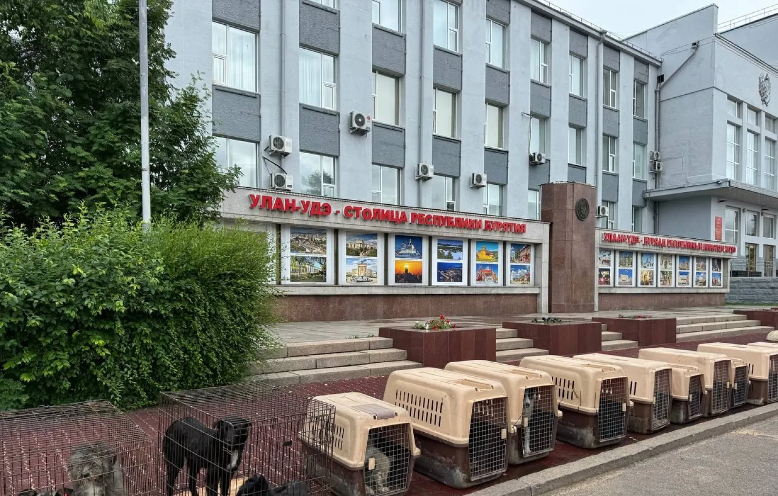 Кинолог Рытикова обвинила федеральных депутатов в кризисе с бездомными собаками в Улан-Удэ