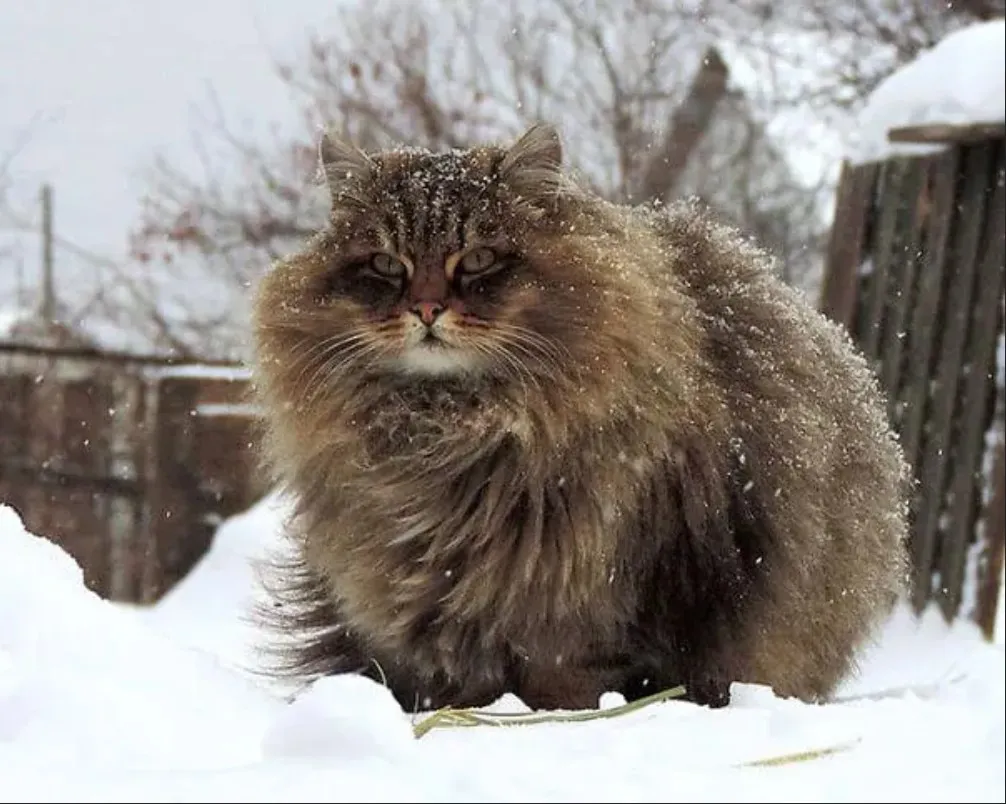 Кот шелушай фото. Кошка Сибирская Кошляндия. Сибирский кот Лесной окрас. Сибирская пуховая кошка. Сибирские Таежные кошки.